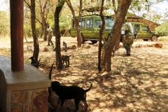 Puppies running towards our vehicles