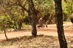 Handler with the puppies