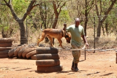 Belgian Malinois is a great police dog. The  Police dog should have excellent nose and a keen intellect, because police often search for drugs, bombs and guns. Moreover, police dog should be loyal and willing to protect his owner no matter what. Belgian Malinois has all the aforementioned features and he is also alert to the surroundings. That’s why Belgian Malinois is a terrific police dog.