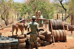 They are extremely protective over their handlers, and or family member, and will fight with all their strength and power to protect them. However they are incredibly loving, soft and playful at all other times, and actually have very sensitive natures.  They form beautiful bonds with their human companions, when treated with love and respect.