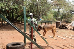 It was fascinating seeing how the handlers train these magnificent animals.