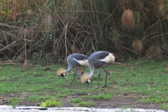The Grey Crowned Crane is emblematic in a country rebuilding after the devastating genocide of 1994. Globally endangered, these birds have suffered a drastic decline over the last 45 years and currently, less than 500 remain in Rwanda.