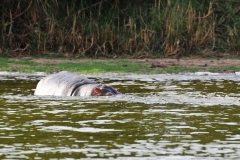 Hippos are the third-largest living land mammal, after elephants and white rhinos. Despite their large and bulky appearance, they have adaptations to their semi-aquatic environments allowing them to move swiftly on both water and land.