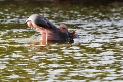 They have very thick skin that is virtually hairless except for the thick bristle-like hair on their heads and tails. The outer layers of skin are quite thin, making them prone to wounds from fighting. Their flat, paddle-like tail is used to spread excrement, which marks territory borders and indicates status of an individual. Their powerful jaws are capable of opening up to 150 degrees revealing their enormous incisors.