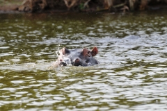 Their feet have four-webbed toes that splay out to distribute weight evenly and therefore adequately support them on land, and their short legs provide powerful propulsion through the water