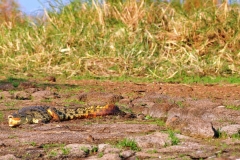 Large Crocodile resting on the shore.  Crocs  hang around with their mouths open as a way to avoid overheating. Keeping cool. A bird called the plover acts as both a dental hygienist and a warning system for danger. It removes the bits of meat from between the crocodile's teeth. This feeds the plover and removes parasites from the croc's mouth. The plover serves as a security alarm system for the crocodile. If, while in the croc's mouth, the plover senses danger from an oncoming animal, she screams and flies away. This behavior alerts the crocodile to the imminent danger, so it can slide into the water and out of harm's way as well.