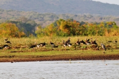 A flock of Egyptian Geese