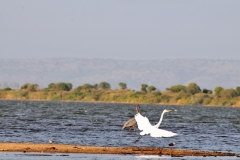Great Egret in flight and a Reddish Egret in background