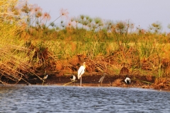 Village Weavers  are  noisy, gregarious birds that are typically found in large colonies..