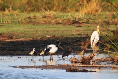 Yellow Billed , Ibis Black, African Sacred Ibis Stork,