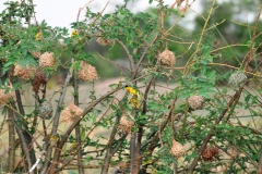 Village Weavers  are  noisy, gregarious birds that are typically found in large colonies.
