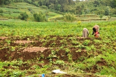 The park later became the base for the American naturalist Dian Fossey to carry out her research into the gorillas. She arrived in 1967