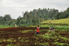 Clearing the fields is all done by these women, barefoot and by hand. No tractors or machines.
