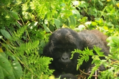 The Trekker and myself were in  the lead position in our group sighting a young gorilla Juvenile within a couple of feet where were standing.me.