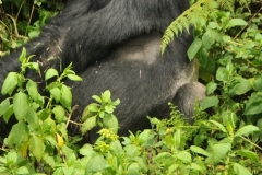 The first sighting of the oldest male  Silver back in this familyh. He is the  leader of this family of 18 members we were told. A male gorilla is called a Silver back .if it is  12 years old or more. It turns silver with age.  Those referred to as black back are males less than 12 years old.