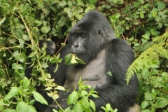 Gorillas are very selective foragers. They usually only eat parts of vegetation. For example they may eat only the leaves, pith, stalk, or roots of a particular plant. They use their agile lips and hand dexterity to manipulate the vegetation for the particular portion they want to consume.