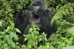 In different circumstances, gorillas can be truly dangerous. Most gorilla violence is directed towards other gorillas. They live in groups, in which one dominant male silver back controls several females and youngsters. If another male approaches, the silver back will try to drive him off