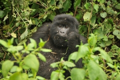 We were told ahead of time DO Not Make Eye Contact with the animals.