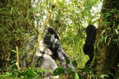 Lecturing another gorilla