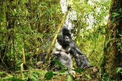 Gorillas will beat their chest and scream breaking all the branches around them when they feel challenged by the younger gorillas or anyone that is not part of this family.