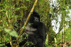 Generally, silver backs and younger  gorillas are very shy and reserved towards people. They will attack only if they are surprised or threatened or if a person behaves in the wrong way. If the human makes an unexpected movement, the silver back male can react with horrific roaring and bluff charges