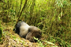 The leader of the Silver backs was in this resting position 15 feet away.  All of a sudden it made grunting sounds. With in seconds he was up and charged me within inches and then over the hill in seconds. All within 6 seconds. I felt him in front of me in an instant. I thought this was how it is going to end here on a volcano mountain side in Rwanda.