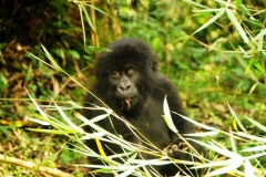 Within a minute of the large Silver back charging me this young one fell out of a tree and landed within two feet of me. It had the look of "What the heck just happened?".  It had fallen out of the tree above me. Notice the eyes are crossed eye somewhat too.