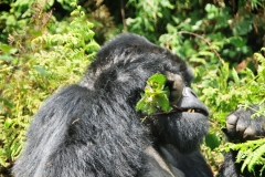 The question was asked what shots do you need to visit Rwanda? Luckily I had all the shots previously. The CDC and WHO recommend the following vaccinations for Rwanda: hepatitis A, hepatitis B, typhoid, yellow fever, rabies, meningitis, polio, measles, mumps and rubella (MMR), Tdap (tetanus, diphtheria and pertussis), chickenpox, shingles, pneumonia and influenza. Shot lasts 2 years.