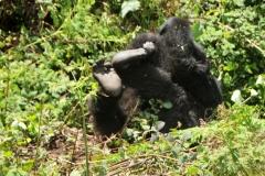 This is a good photo of their feet and how they use them to navigate the jungle areas.