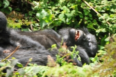 I think I heard this one snoring as I passed by.