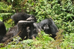 They like to take a siesta, a little rest, from time to time during the busy day in the jungle.