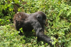 They walk on all fours.. hands and feet