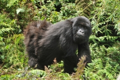A black gorilla on the move checking me out.