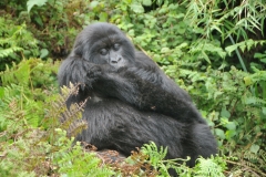 We were told that on this volcano shared by the Congo, Rwanda and Uganda there are 14 documented families that are living on the volcano.