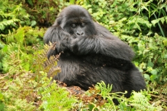 Another gorilla resting for a few minutes.