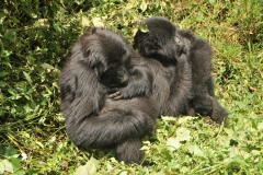 Here are two younger gorillas catching some zzzzz.. sleeping.  Worn out from playing. You can also see the fingers of the gorillas.