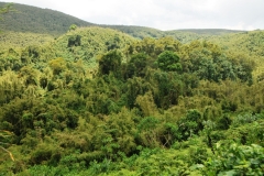 This is the gorilla world at the top of the volcano. You can see how dense the canopy is not only for the gorillas but for us too trying to get a glimpse of them.  Under the dense canapy is very little sunlight.