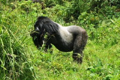 The silver back make  all the decisions, controls and mediates conflicts, decides movements and direction of the group. Controls  where they will feed from and all security detail.