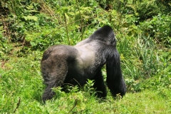 A Silver back can weigh from 500 to 600 pounds. They stand 4 to 6  feet tall. They definitely command respect.