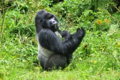When the leader dies, the family separates and all the gorillas will be moving in search of a protective male. On a few occasions, the entire group may be taken over by another male.  The new male may kill all the infants of the dead silver back wanting all the females only to have his babies.  This makes them feel in control.