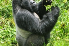 One more look at this magnificent animal.  The Silver back Gorilla.