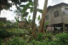 Once  we leave the main town it becomes tropical in the higher elevations. We arrive at the  Roca Monte Cafe Plantation  at an altitude of 1800 feet.