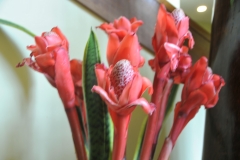 These flowers were in the lobby grown locally. I believe they are Torch Ginger.  Absolutely beautiful.