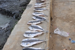 Amazing there were no flies in and around the fish as they dried under the sun.