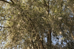 I tried to find out the name of this tree. It actually almost looked like cotton falling from the tree along the Danube.