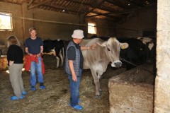 Of course we had the chance to milk cows too. Why not?