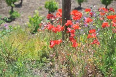 Wild flowers oalong the road outside of Catania