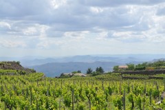 This family has opened their home to help these refugees get a new start at life in Europe after fleeing strife in Africa.  This a view of their vineyards.