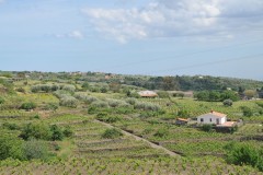 Crops growing to help sustain the ranch helping the refugees.