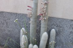 A unique cactus plant alongside the home.